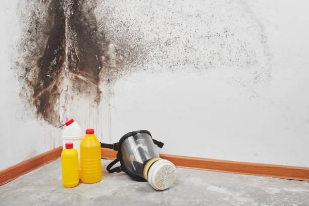 Why You Should Choose Our Mold Remediation Services in West Sharyland, TX